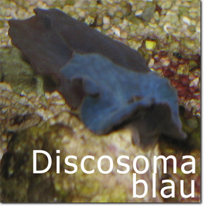 Discosoma blau