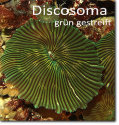 Discosoma grün gestreift
