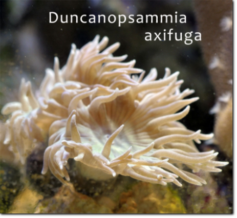 Duncanopsammia