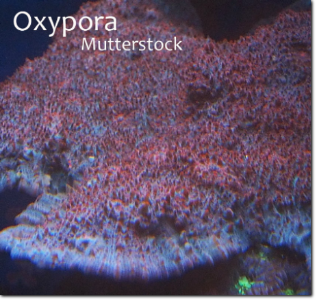 Oxypora rosa