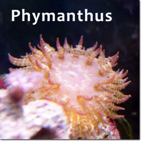 Phymanthus