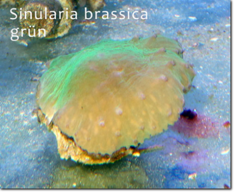 Sinularia brassica grün