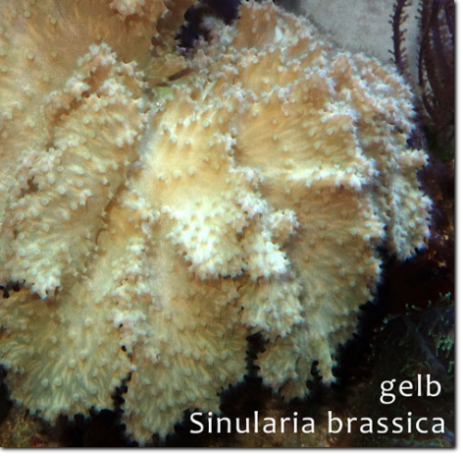 Sinularia brassica gelb