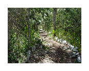 Weg zur Cenote